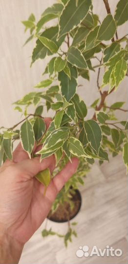 Фикус бенджамина