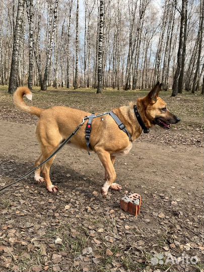 Собака Красавица Вася из приюта