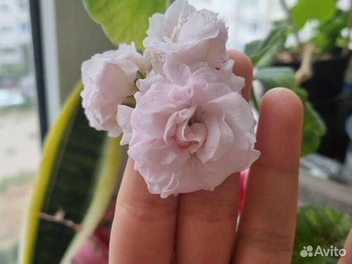 Герань пеларгония