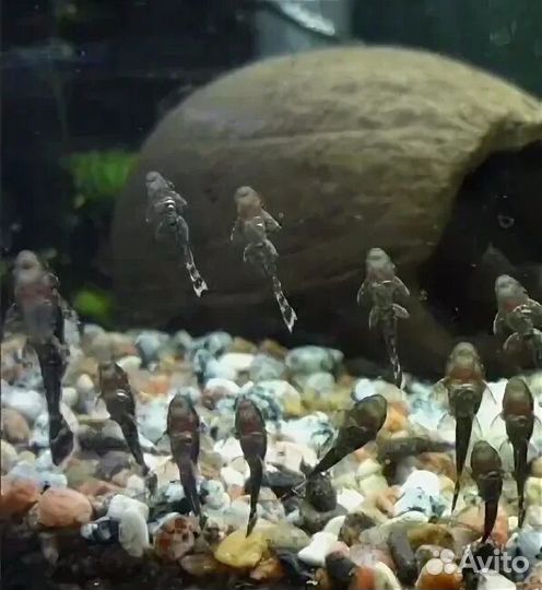 Сомики анциструсы мальки