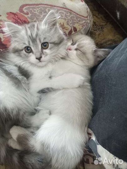 Кошка в дар бесплатно