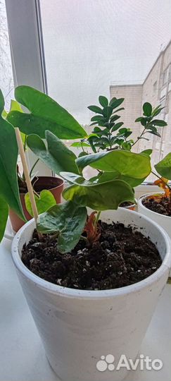 Комнатные цветы антуриум