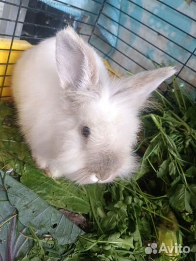 Кролик декоративный
