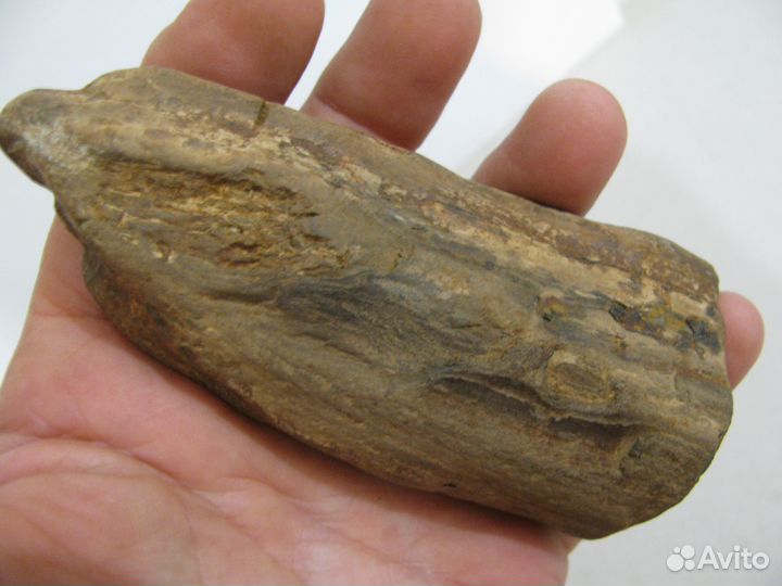 Окаменелое дерево (в коллекцию)