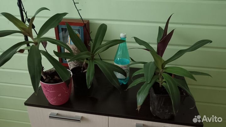 Комнатные растения(фикусы Бенджамина)