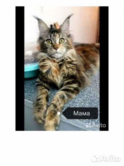 Котята мейн-кун