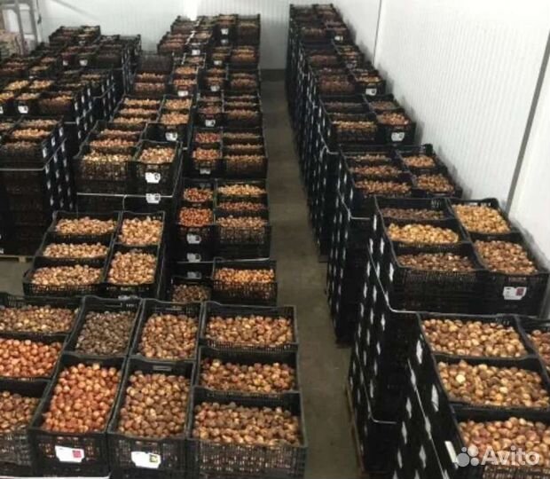 Луковицы тюльпана 12+ охлажденная оптом