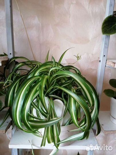 Хлорофитум