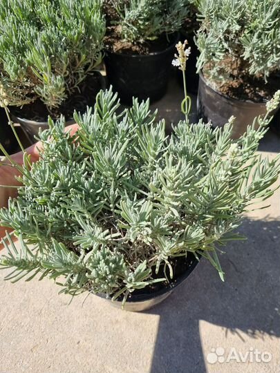 Саженцы белой лаванды