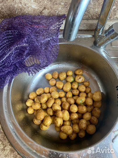 Картофель опт