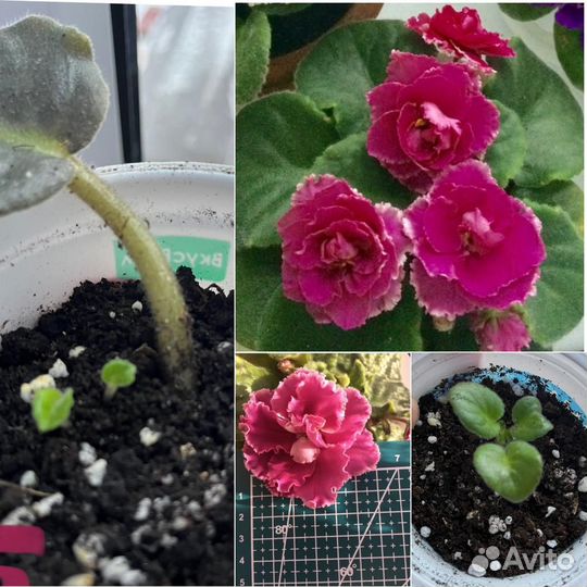 Сортовые фиалки