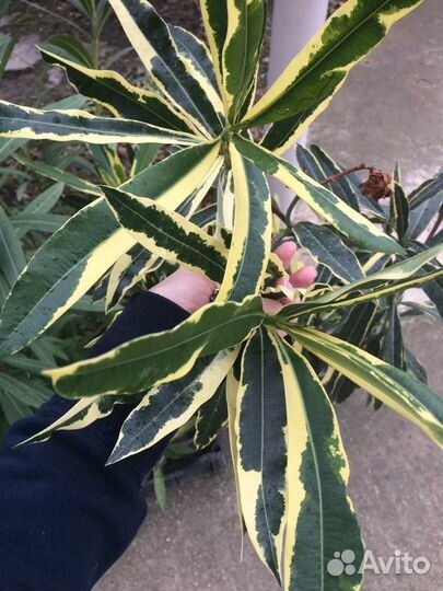 Олеандр вариегатный 4-летки