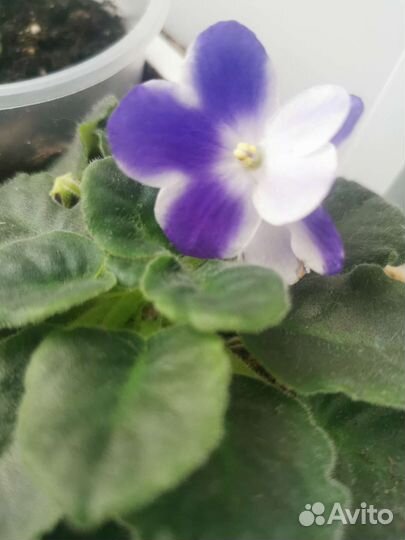 Цветок Фиалка детки