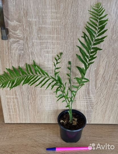 Папоротники