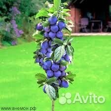 Колоновидная слива