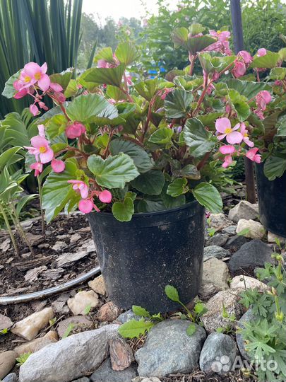 Бегония вечноцветущая