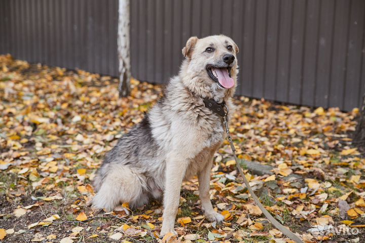 Симпатичный пёс Грей в добрые руки