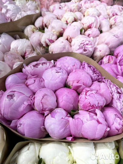 Букеты Пионов Цветы Розы с доставкой