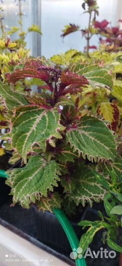 Колеусы вегетативные