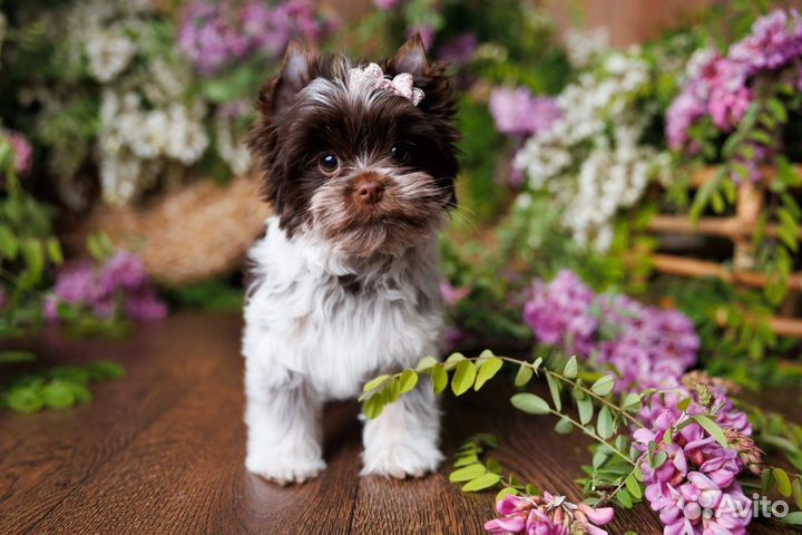 Шикарная девочка редкой породы биро