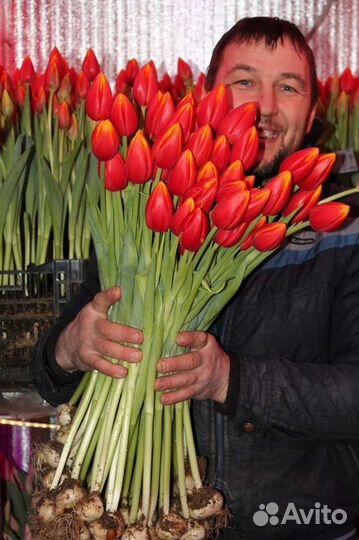 Луковицы Голандских тюльпанов