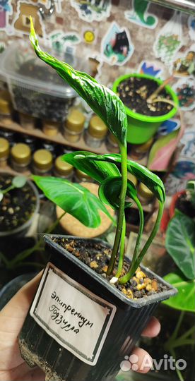 Эпипремнум Годзилла