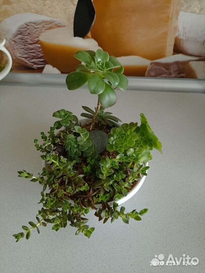 Мини садик с суккулентами