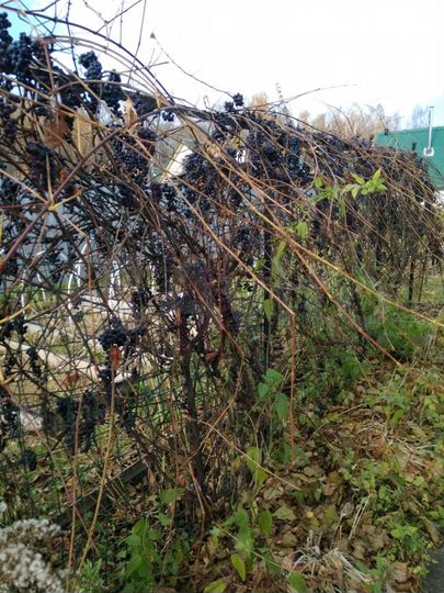 Участок 10 сот. (СНТ, ДНП)