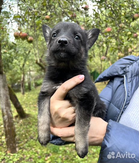 Щенок Трюфель