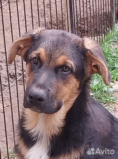 Мулан. Метис немецкой овчарки