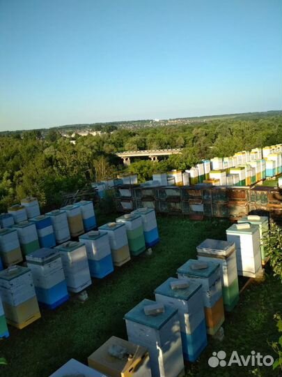 Продаю пчелопакеты порода карника и карпатка