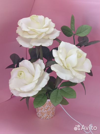 Ночник куст роз