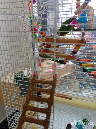 Попугай неразлучник с клеткой