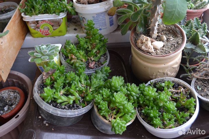 Хавортии обтуза,жемчужная, гастерии, седум Бурито
