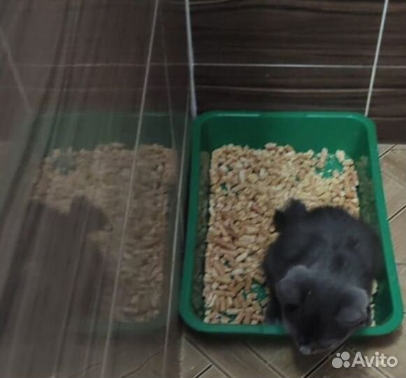 Котенок девочка