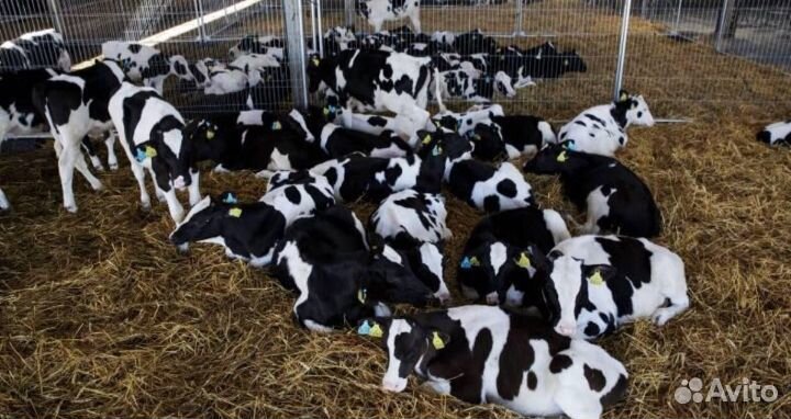 Бычки телята