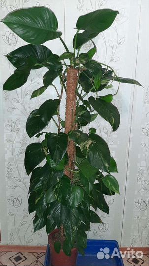 Эпипремнумы