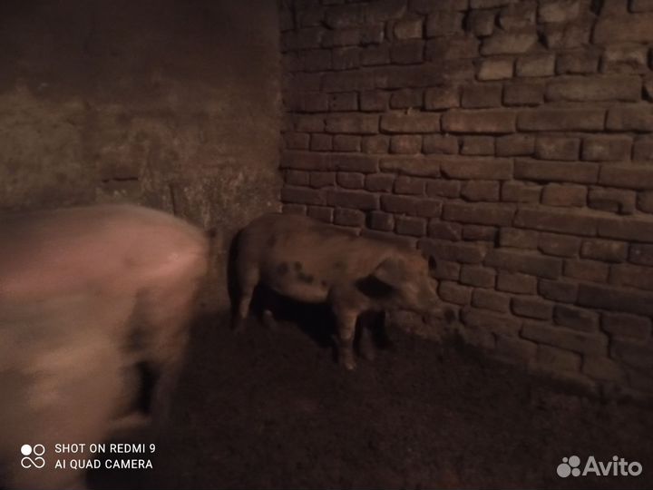 Поросята