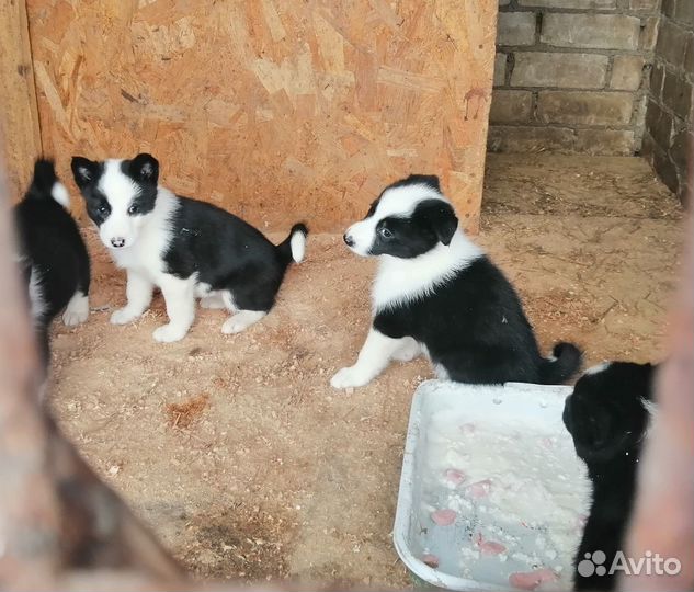 Лайки щенков продам