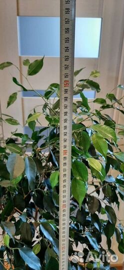 Фикус бенджамина большой