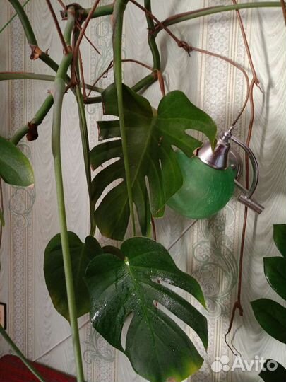 Детки монстеры