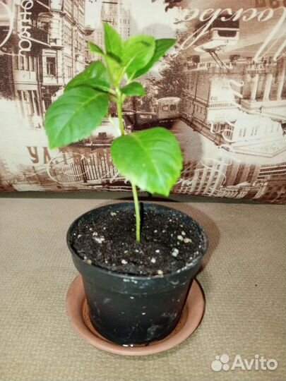 Цветок крупно-листовая гортензия