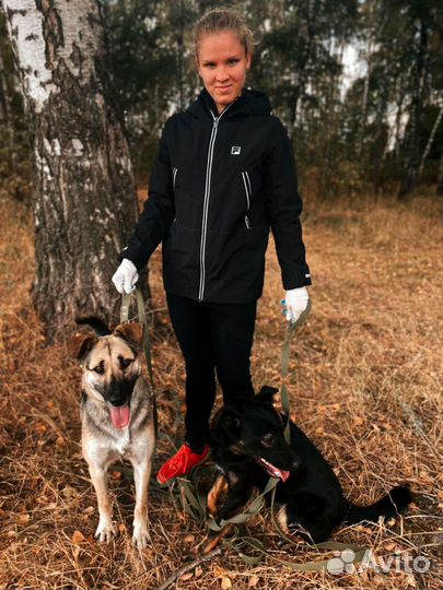Передержка/Выгул собак