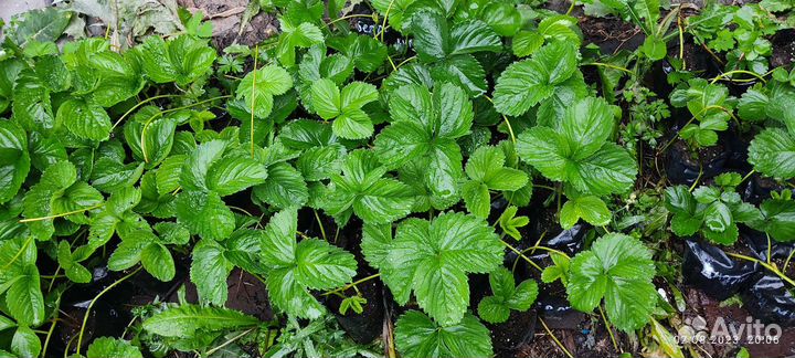 Рассада, саженцы клубники крупноплодной