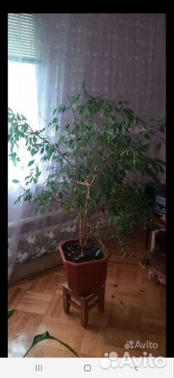 Бенджамина