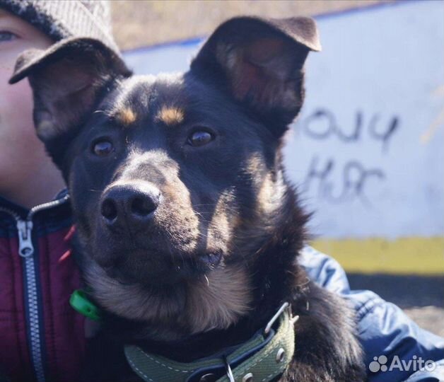 Собака в добрые руки отдам бесплатно