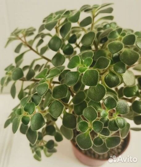 Аихризон или Дерево любви