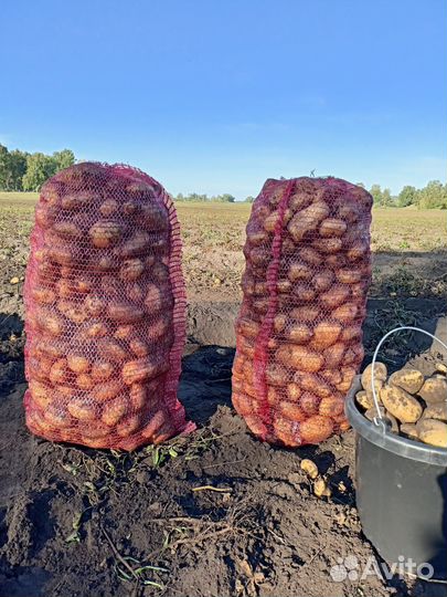Продам картофель