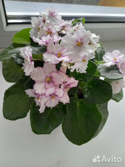 Фиалки 8 сортов