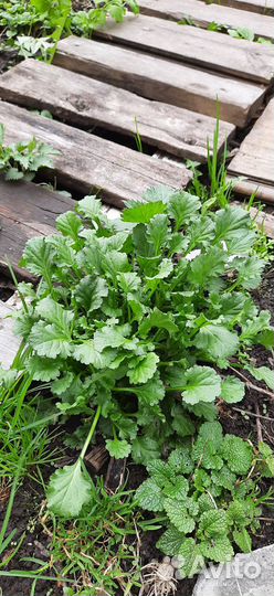 Папоротник, ромашка, ландыши